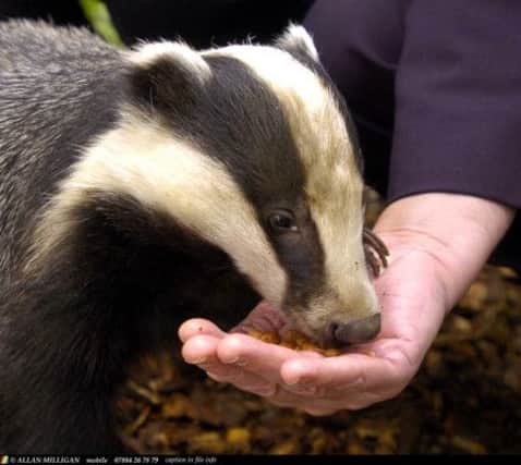 Badger baiting increased over the Christmas period. Picture: submitted