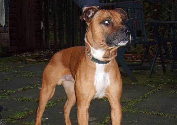 Nico, a Staffordshire bull terrier crossbreed who was found in a large communal bin in Edinburgh. Picture: SSPCA/PA