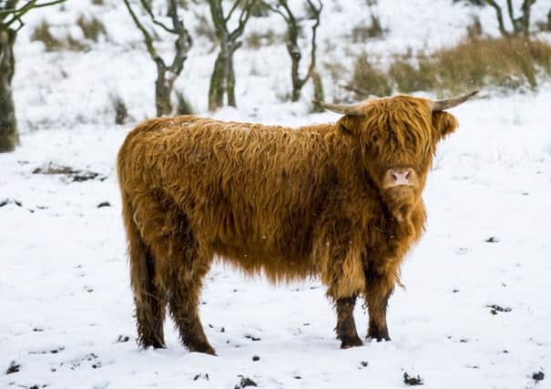 Highland cows are being used by an Austrian ski resort to prevent avalanches. Picture: Ian Georgeson