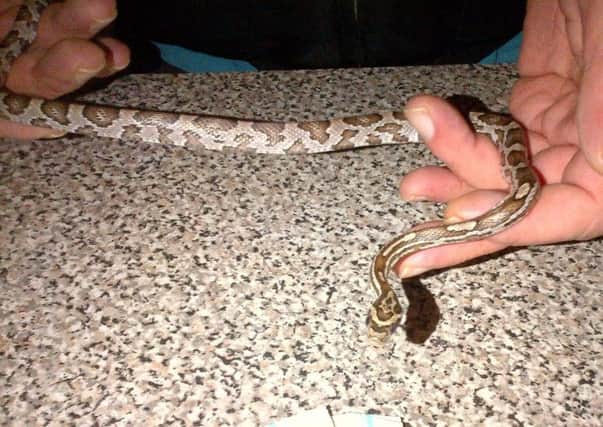 A man discovered this 20-inch long snake in his bathroom. Picture: Contributed