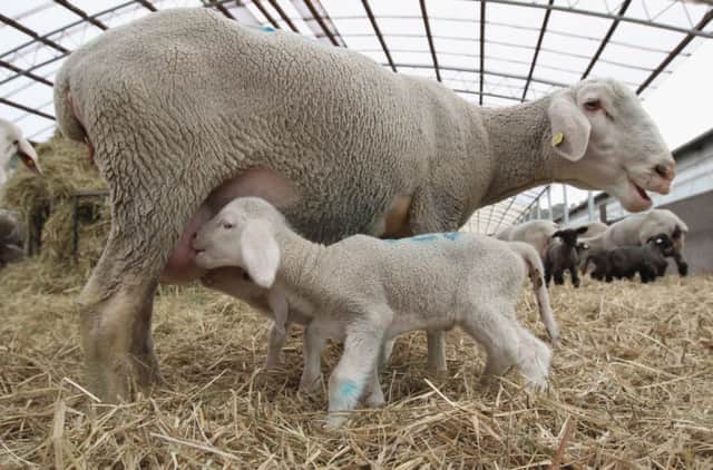 Research has shown undernourished pregnant sheep will be less attentive. Picture: Getty