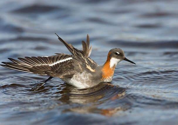 A red-necked pharalope, whose migration from the Shetlands to the Pacific Ocean has been monitored by a state-of-the-art tracker. Picture: Contributed