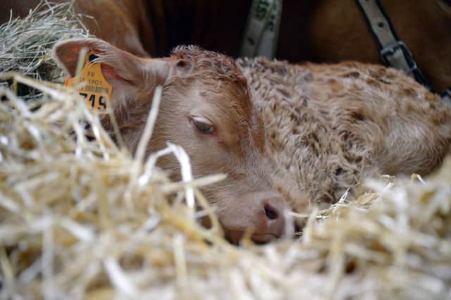Irish farmers already export £198m worth of cattle and calves to the UK, but want to sell more. Picture: Getty