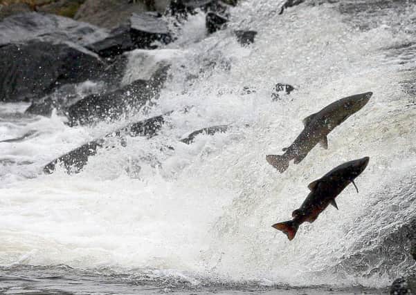 Salmon fishery board leaders have called for a moratorium on killing salmon. Picture: PA
