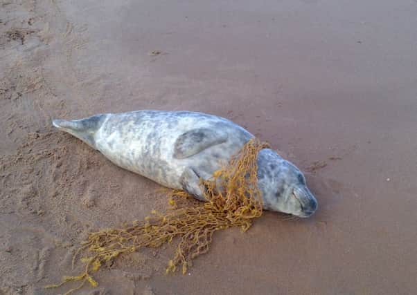 The seal was found tangled in the netting but was freed and returned to the sea. Picture: Complimentary