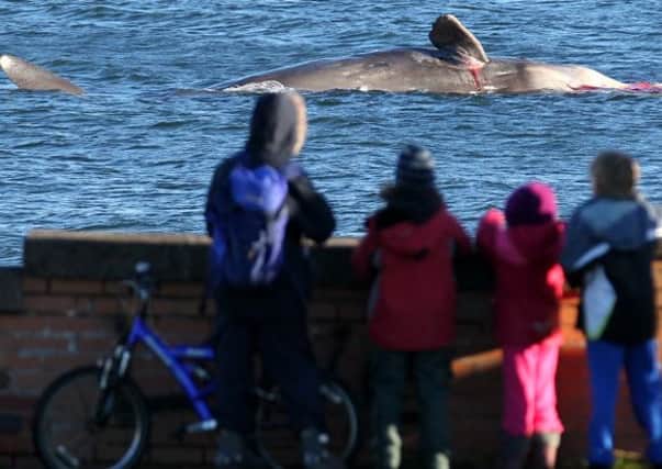 The whale was discovered at Joppa. Picture: PA