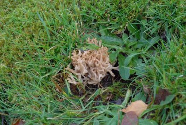 Beatrix Potter discovered the fungus, Tremella simplex, in 1896 while on holiday in Dunkeld. Picture: Getty