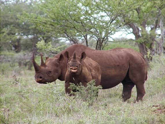 Black rhino numbers have plummeted to around 4,000. Picture: AP