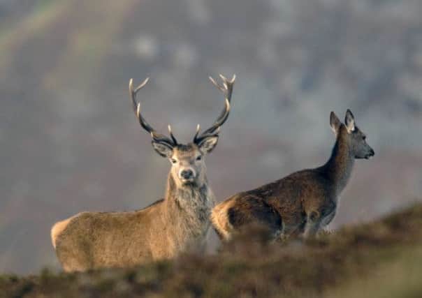 Around 30,000 deer are shot on national forestry estate land each year. Picture: Ian Rutherford