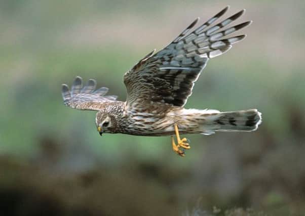 File photo of a hen harrier. A man has been reported after the illegal death of the bird in the Huntly area. Picture: Contributed