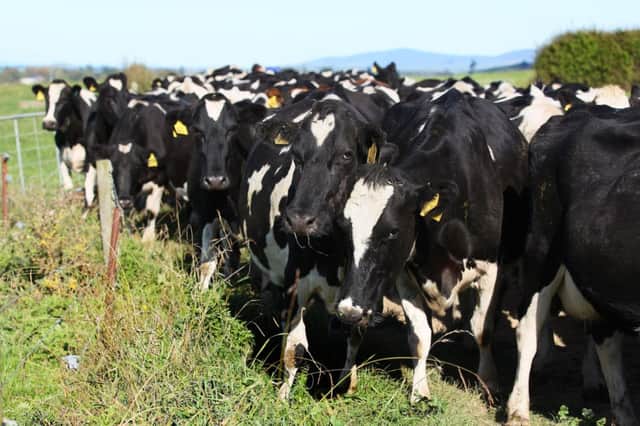 Mixed messages for milk producers as expert warns of short-term surplus. Picture: Getty