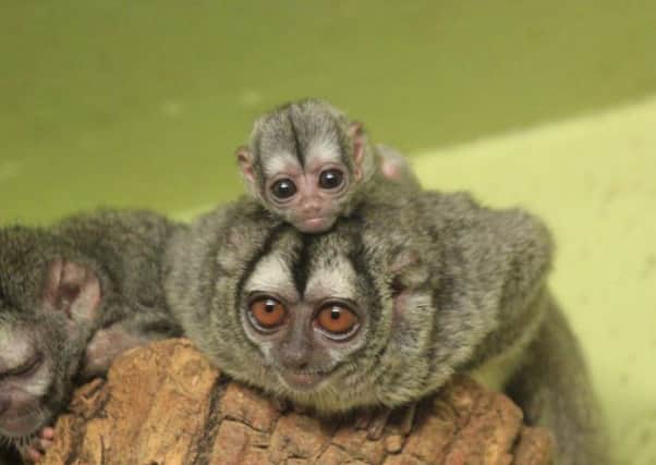 A one-month old douroucouli wraps its arms around its father at Edinburgh Zoo. Picture: Ian Hawkins