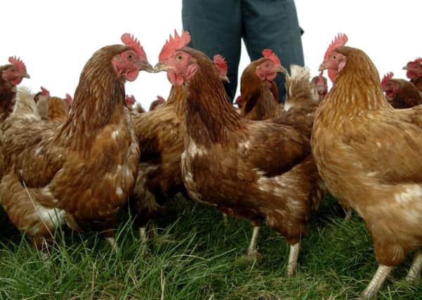 All the chickens at the farm died. Picture: TSPL