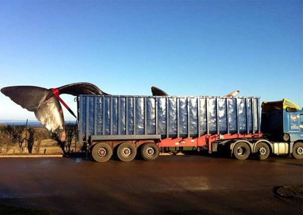 The whale is removed from the scene in a truck. Picture: Complimentary