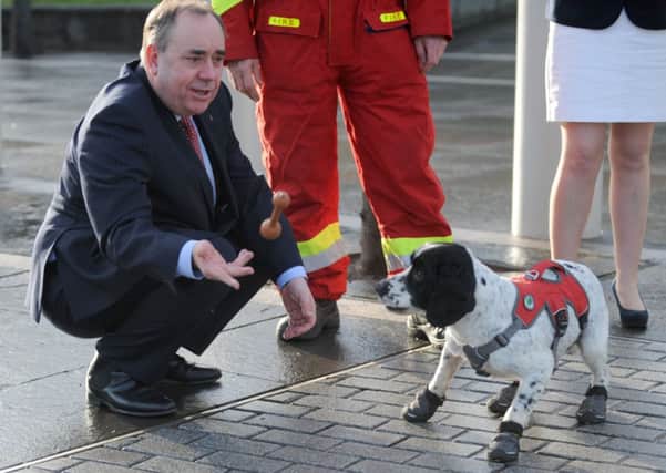 Alex Salmond meets fireinvestigation dog, Billy, at the Scottish Parliament yesterday during a visit to highlight the benefits of using dogs to sniff out cases of wilful fireraising. Picture: Jane Barlow