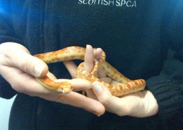 Tango the corn snake is being cared for at the SSPCA's Glasgow animal rescue centre. Picture: SSPCA