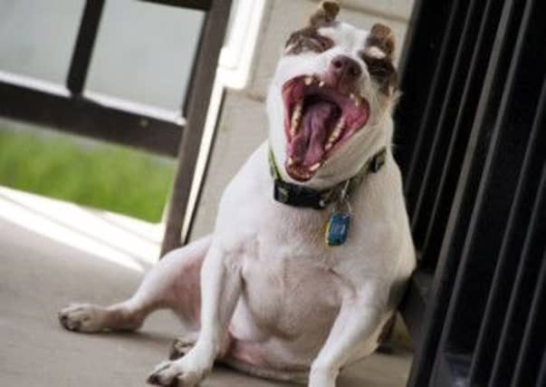 The number of investigations into dangerous dogs doubled in the last reported figures. Picture: Contributed