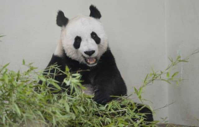 Tian Tian: Won gold in global panda popularity competition. Picture: Neil Hanna