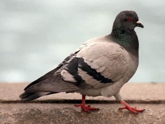 WWI pigeon Cher Ami arrived message intact but was shot, blinded and leg hanging on a tendon. Picture: PA