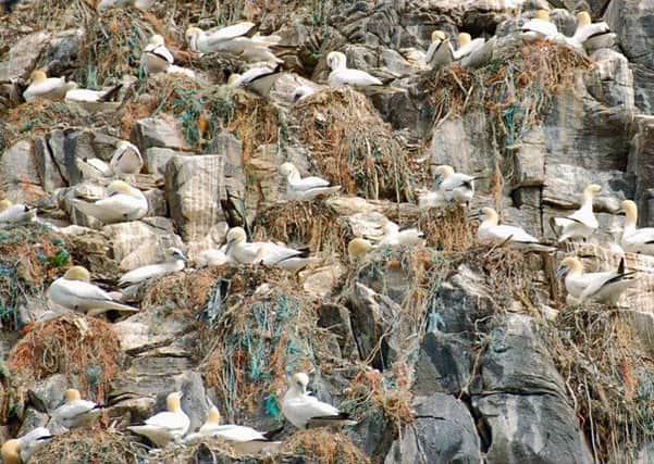 A competition calling for an end to the killing of gannet chicks has attracted more than 70,000 signatures. Picture: Contributed