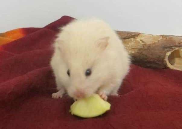 Apple the hamster was found trapped in a cavity wall in a house in Lanarkshire. Picture: Scottish SPCA