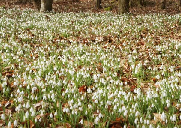 Snowdrops are a recurring feature at Hopetoun House. Picture: Ray Cox