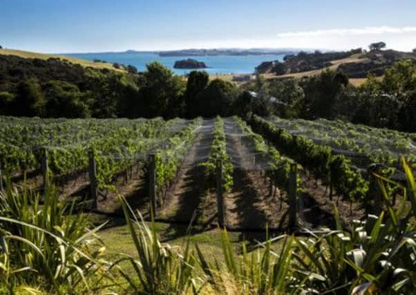 The syrah grape seems to be better suited to North Island's microclimates. Picture: Contributed