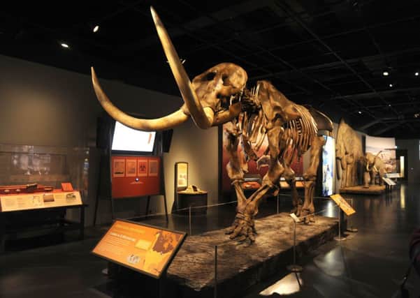 This skeleton is one of the attractions at the Mammoths of the Ice Age Exhibition. Picture: TSPL