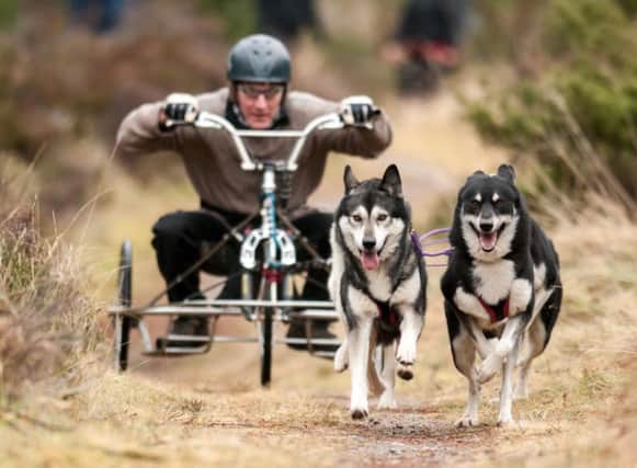 Huskies are seen racing during the first practice day of the 2014 Aviemore Husky Rally. Picture: Hemedia