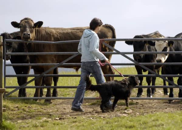 Swingeing cuts to agricultural subsidies are set to kick in. Picture: Phil Wilkinson