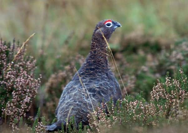 There have been new calls for licences for grouse shooting. Picture: TSPL