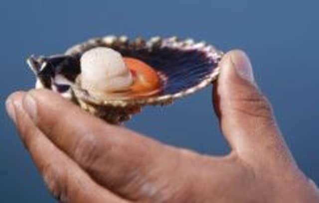 Scottish waters are considered to be ideal for growing scallops. Picture: Getty Images