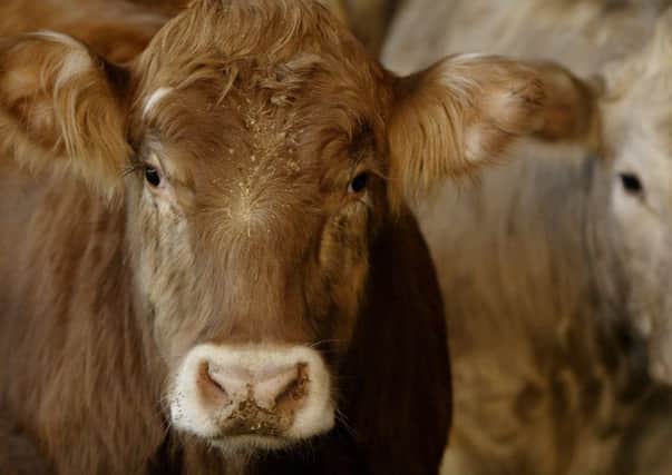 According to experts, rich grass means many cows are too obese to give birth safely. Picture: Getty