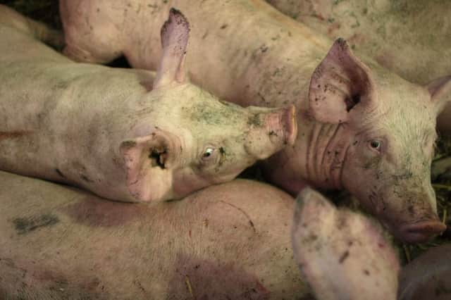The EU has begun action against four countries over pig rules. Picture: Getty