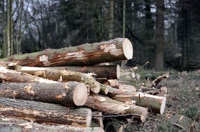 The forestry and timber sector is making a significant contribution to climate change targets. Picture: John Devlin