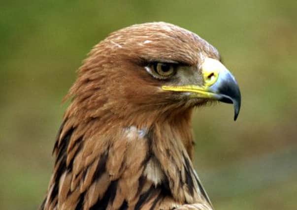 Plans are afoot to make the Golden Eagle Scotland's national bird. Picture: TSPL