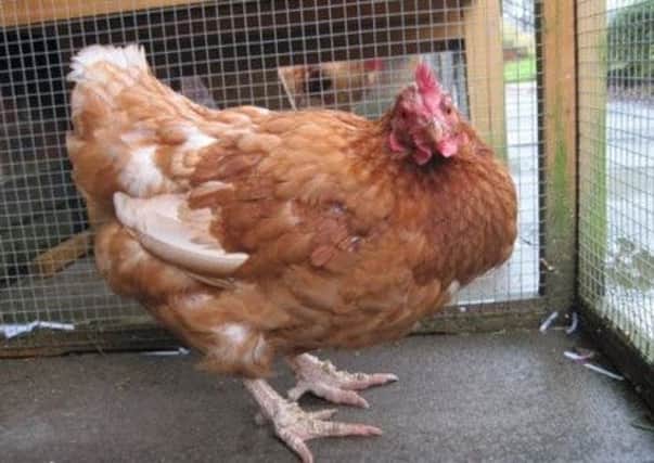 One of the chickens - Jill - has been taken in by the SSPCA. Picture: SSPCA