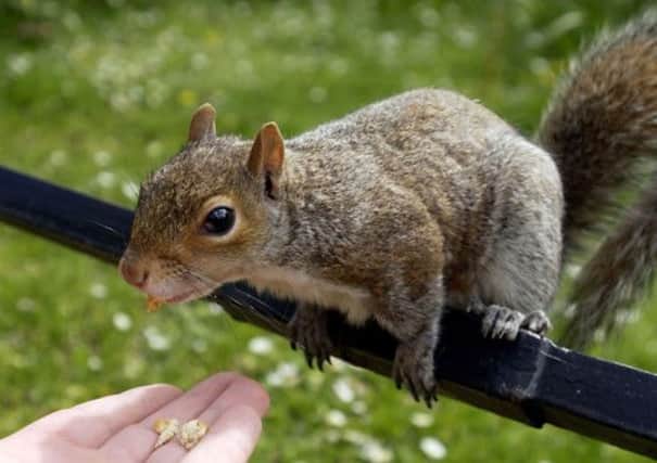 Red squirrels are making a successful comeback on Arran, according to scientists. Picture: TSPL