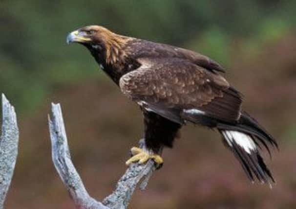 People are inspired by the grandeur of the golden eagle. Picture: PA