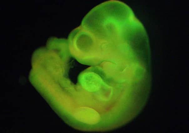 Researchers say they created stem cells from various tissues of newborn mice. Picture: AP