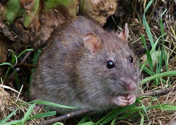 Rats are recent colonists to the island. Picture: Complimentary