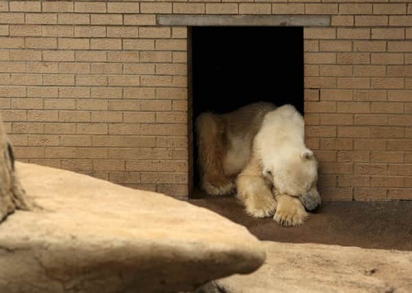 In mourning: Wang has been pacing about and ripping toys. Picture: Reuters