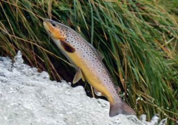 Scotlands wild salmon could be threatened by the creatures. Picture: Ian Georgeson
