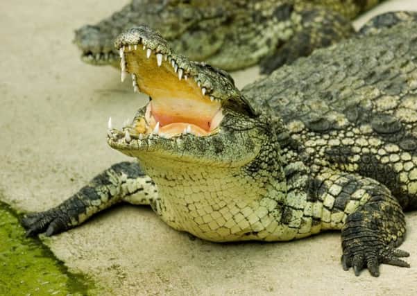 A 6ft crocodile is believed to be on the loose in Bristol. Picture: TSPL