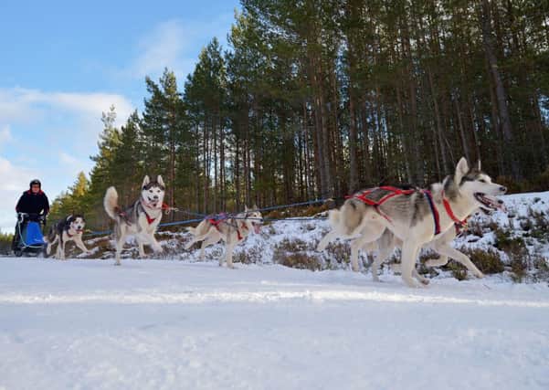 Huskies at Aviemore. Picture: Getty
