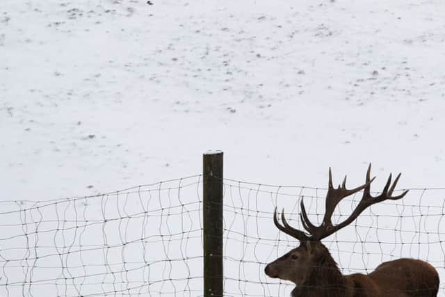 Deer culls have fallen in the last decade in Scotland. Picture: AFP