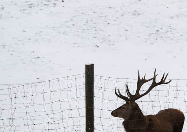 Deer culls have fallen in the last decade in Scotland. Picture: AFP