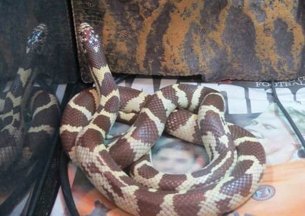 Dermot the Californian king snake after being rescued from the Botanic Gardens in Glasgow. Picture: Scottish SPCA