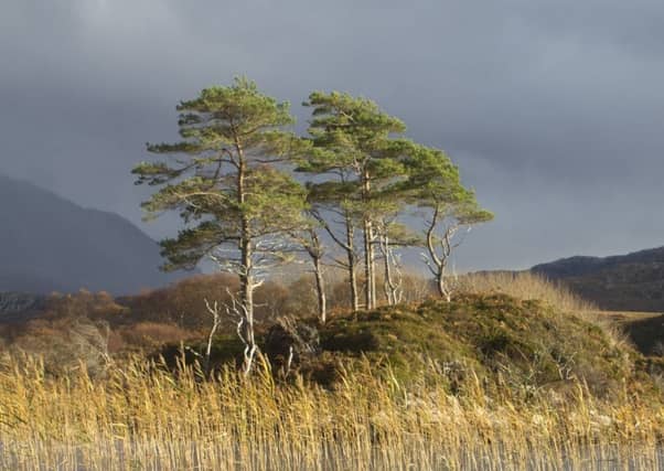 Conservationists want action taken now to protect the Scots pine. Picture: Getty