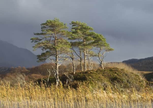Conservationists want action taken now to protect the Scots pine. Picture: Getty